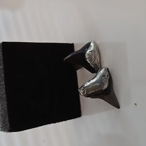 Real Shark tooths dipped in Silver